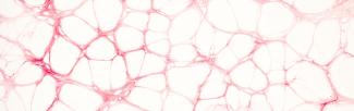 blood vessels